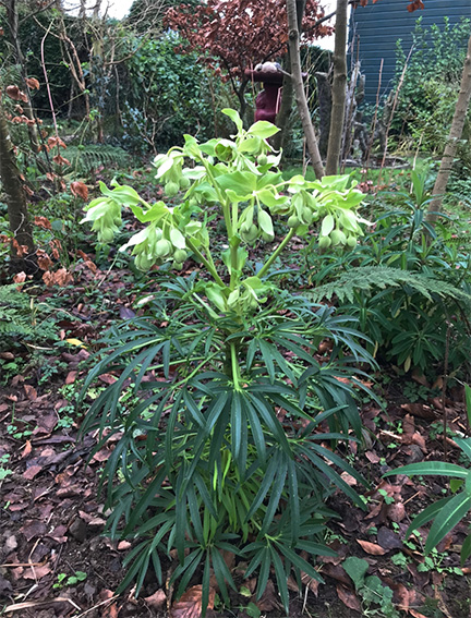 hellebore 2021